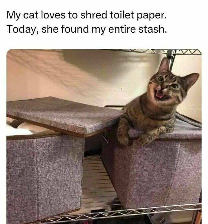 Adorable Cat Memes Guaranteed To Make You Smile