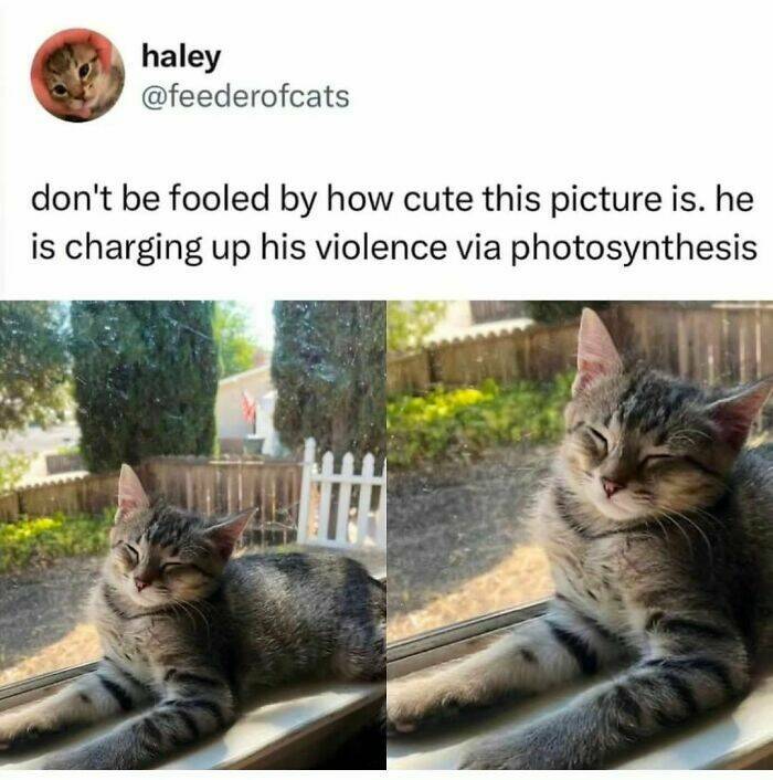 Adorable Cat Memes Guaranteed To Make You Smile