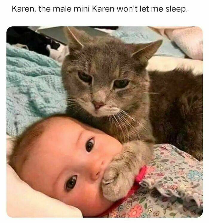Adorable Cat Memes Guaranteed To Make You Smile