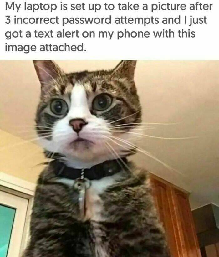 Adorable Cat Memes Guaranteed To Make You Smile