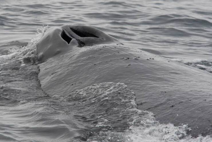 Breathtaking Rare Photos That Show Nature Like Never Before