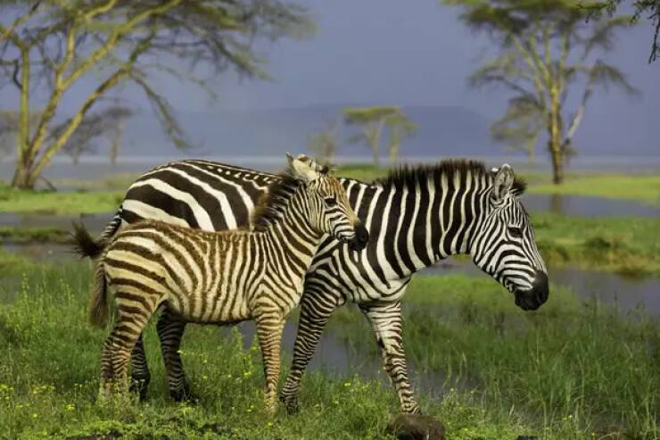 Breathtaking Rare Photos That Show Nature Like Never Before