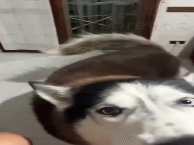 Husky Speaks Italian