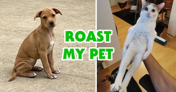 Hilarious Pet Roasts That Are Surprisingly Heartwarming