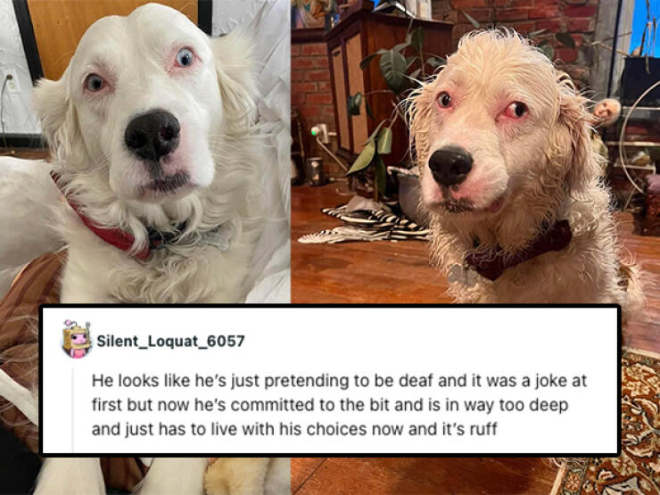 Hilarious Pet Roasts That Are Surprisingly Heartwarming