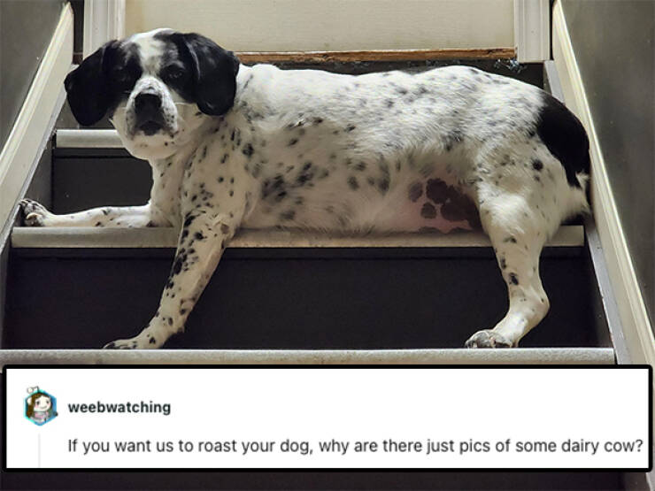 Hilarious Pet Roasts That Are Surprisingly Heartwarming