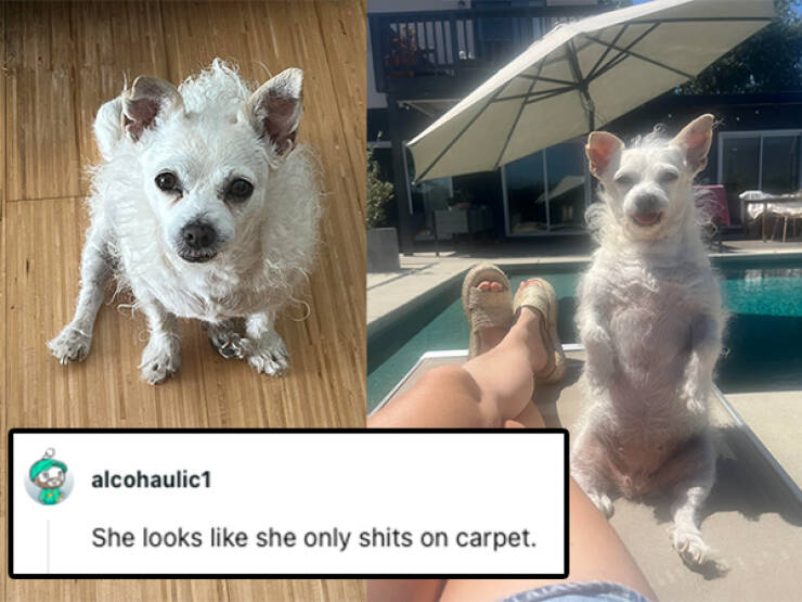 Hilarious Pet Roasts That Are Surprisingly Heartwarming