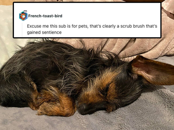 Hilarious Pet Roasts That Are Surprisingly Heartwarming