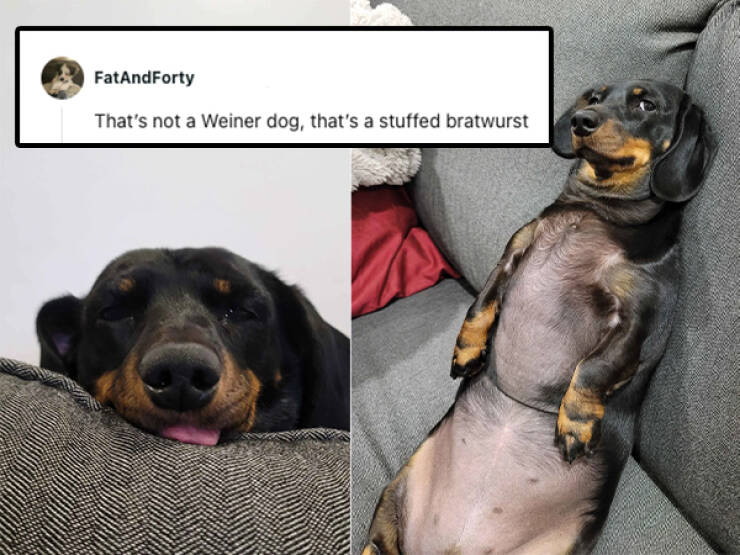 Hilarious Pet Roasts That Are Surprisingly Heartwarming