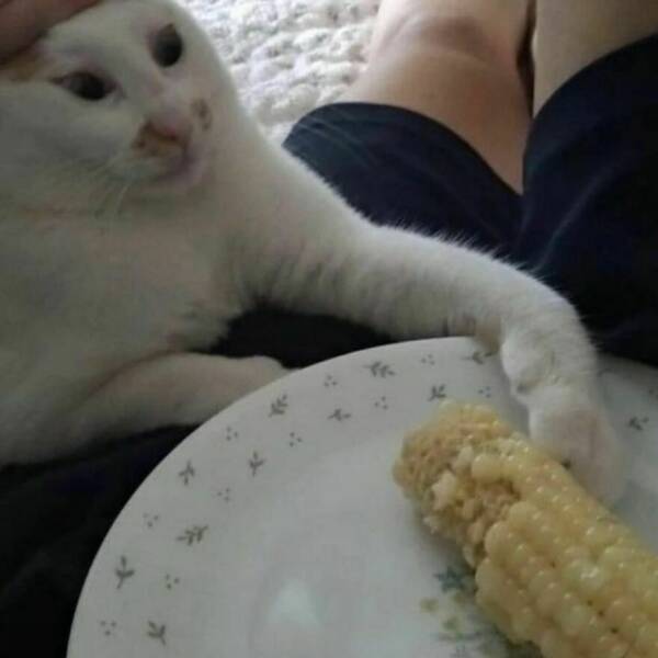 Hilarious Cat Pics To Entertain You And Your Pets