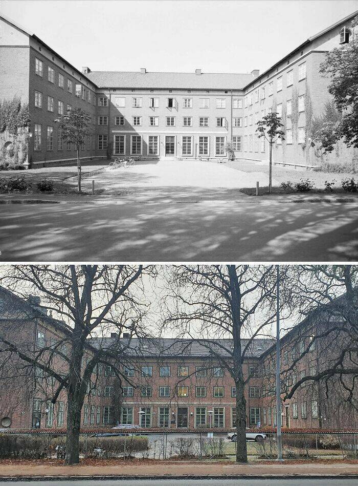 Amazing Before And After Photos of Trees Growing Over The Years