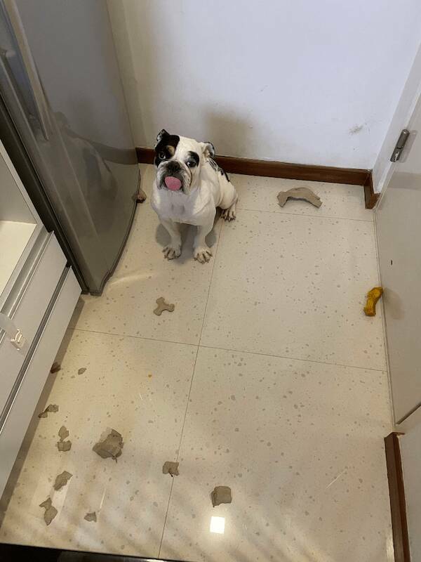 Guilty Dog Faces That Say It All