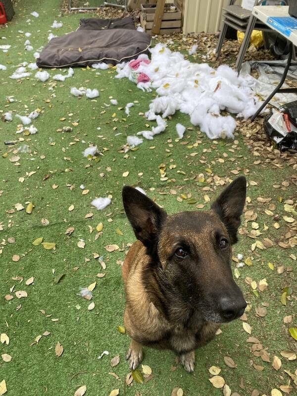 Guilty Dog Faces That Say It All