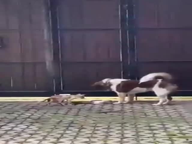 Dog Lets Stray Kitten Eat His Food