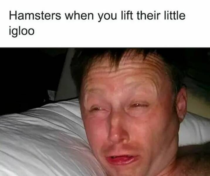 The Cutest Hamster Memes Youll Love