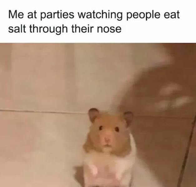 The Cutest Hamster Memes Youll Love