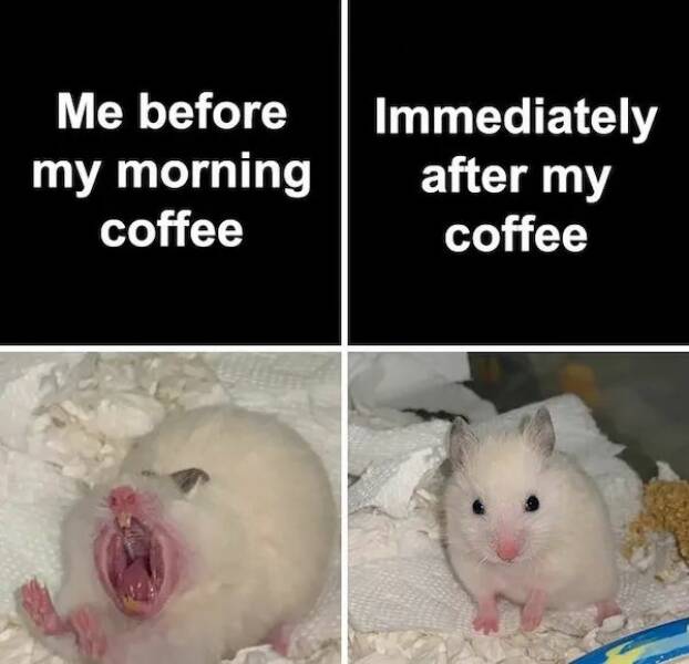 The Cutest Hamster Memes Youll Love