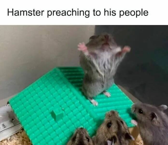 The Cutest Hamster Memes Youll Love