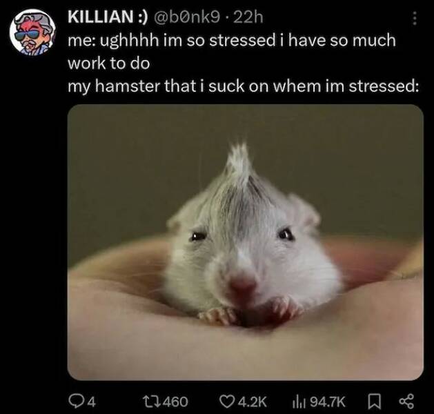 The Cutest Hamster Memes Youll Love