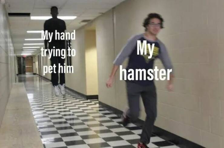 The Cutest Hamster Memes Youll Love