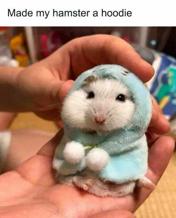 The Cutest Hamster Memes Youll Love