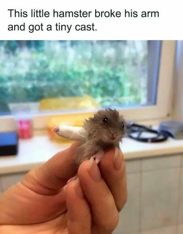 The Cutest Hamster Memes Youll Love