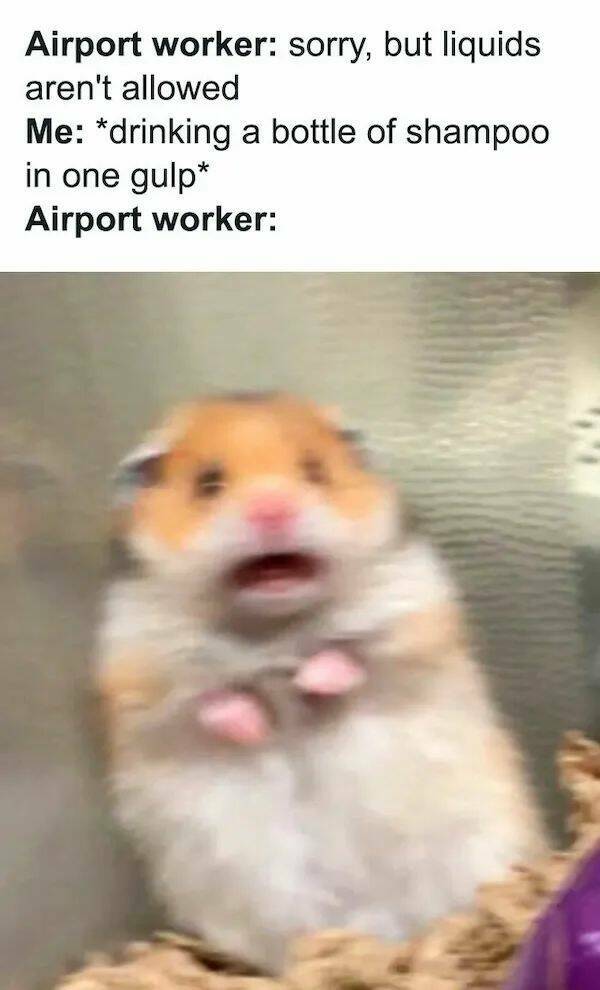 The Cutest Hamster Memes Youll Love