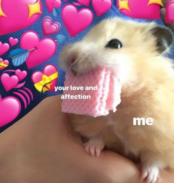 The Cutest Hamster Memes Youll Love