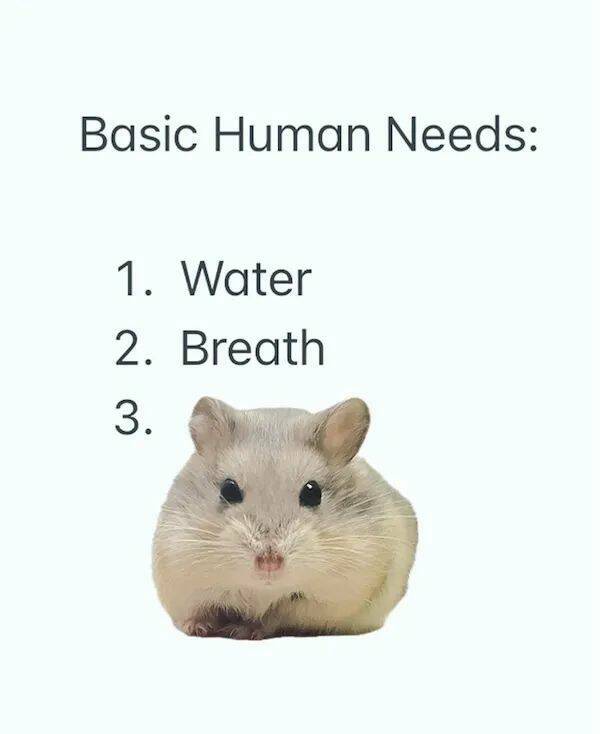 The Cutest Hamster Memes Youll Love