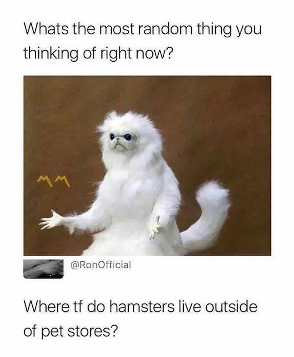 The Cutest Hamster Memes Youll Love