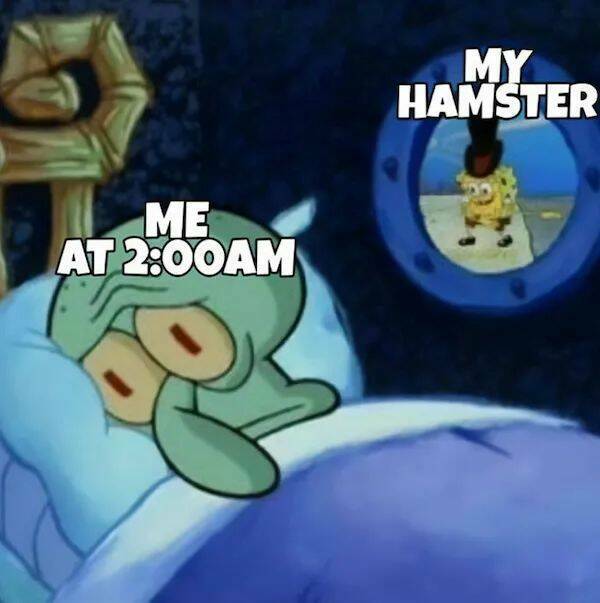 The Cutest Hamster Memes Youll Love