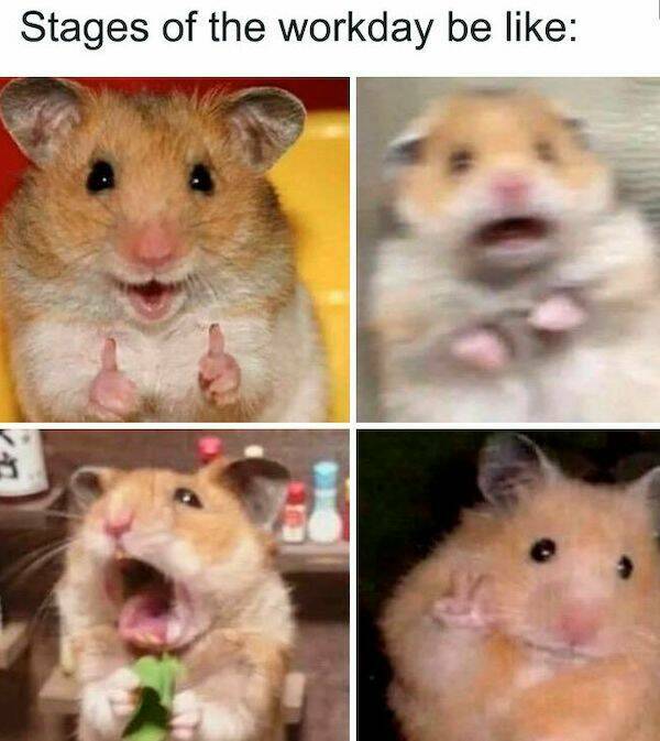 The Cutest Hamster Memes Youll Love