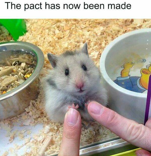 The Cutest Hamster Memes Youll Love