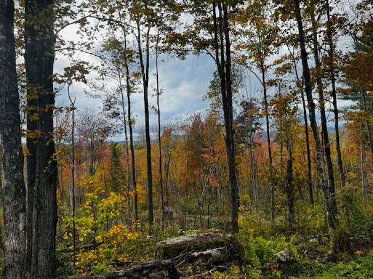 Embracing The Outdoors With Bonfires And Bushcraft