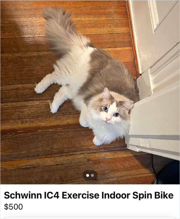Outrageous Ads People Posted That Somehow Expected Buyers