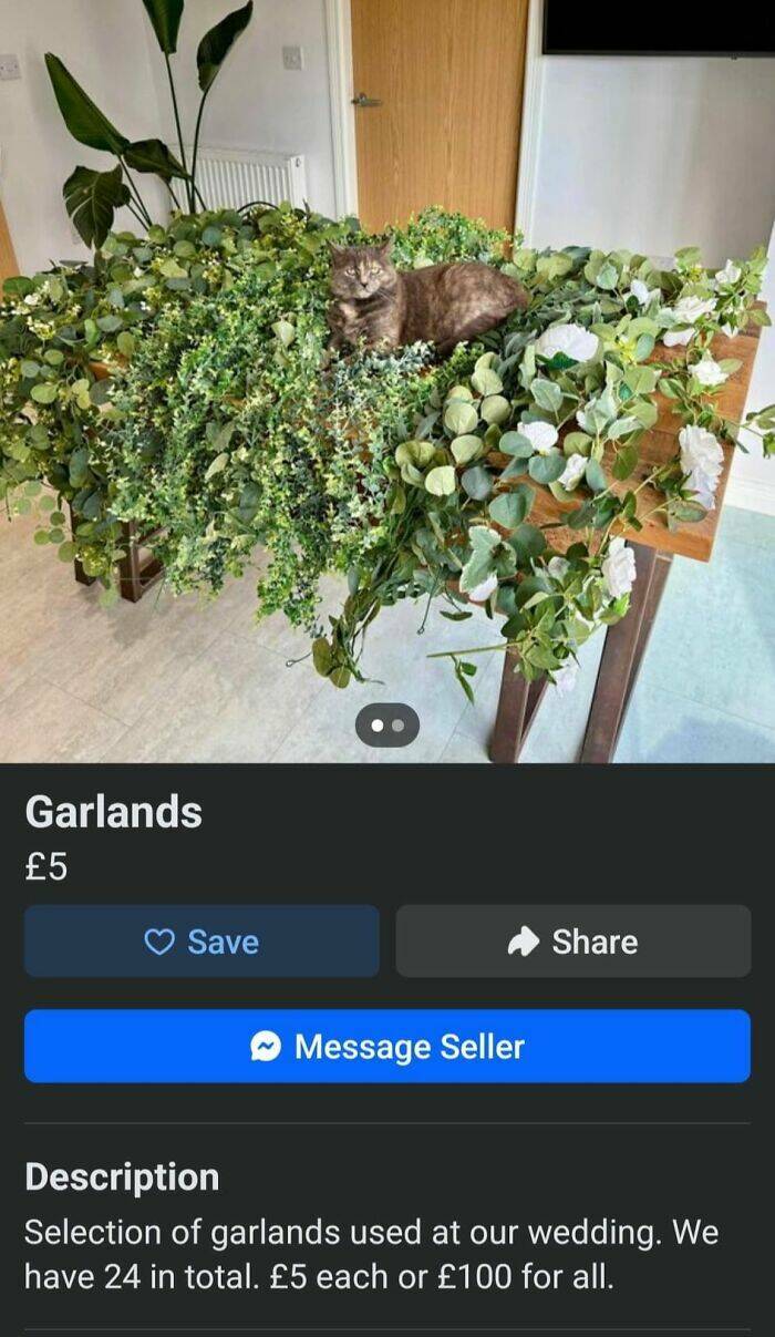 Outrageous Ads People Posted That Somehow Expected Buyers