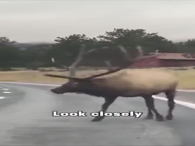 Smart Elk