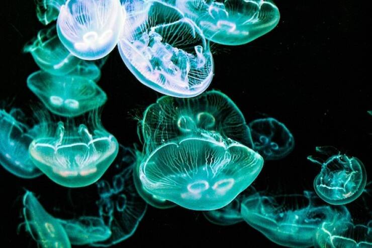 Fascinating Facts About Jellyfish