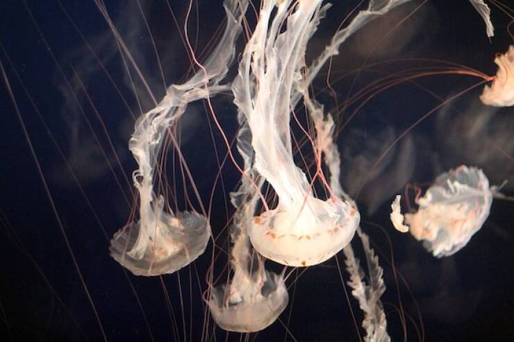 Fascinating Facts About Jellyfish