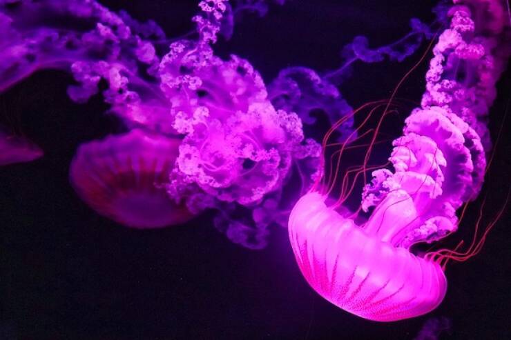 Fascinating Facts About Jellyfish