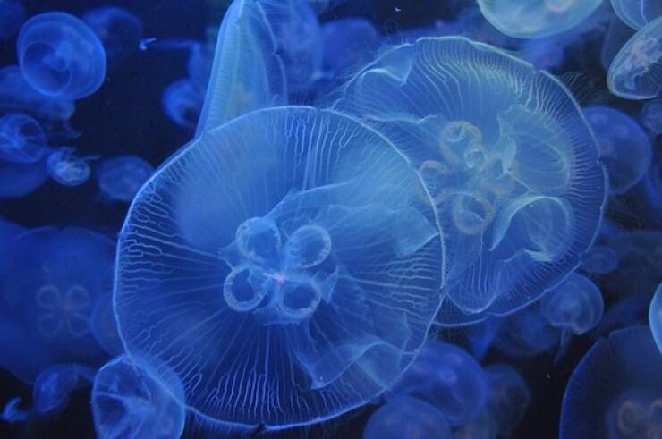 Fascinating Facts About Jellyfish