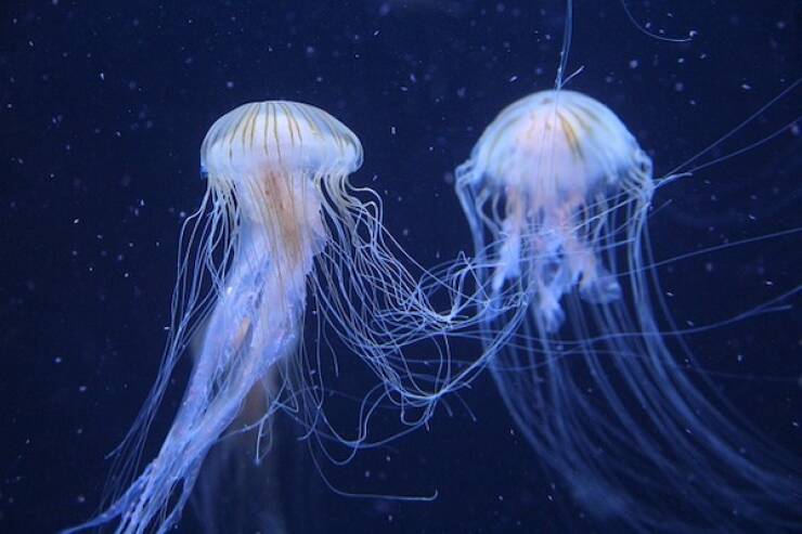 Fascinating Facts About Jellyfish