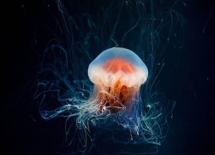 Fascinating Facts About Jellyfish