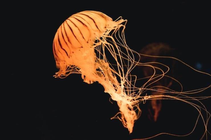 Fascinating Facts About Jellyfish