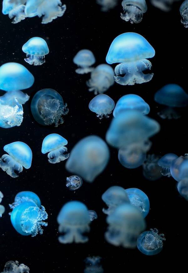 Fascinating Facts About Jellyfish