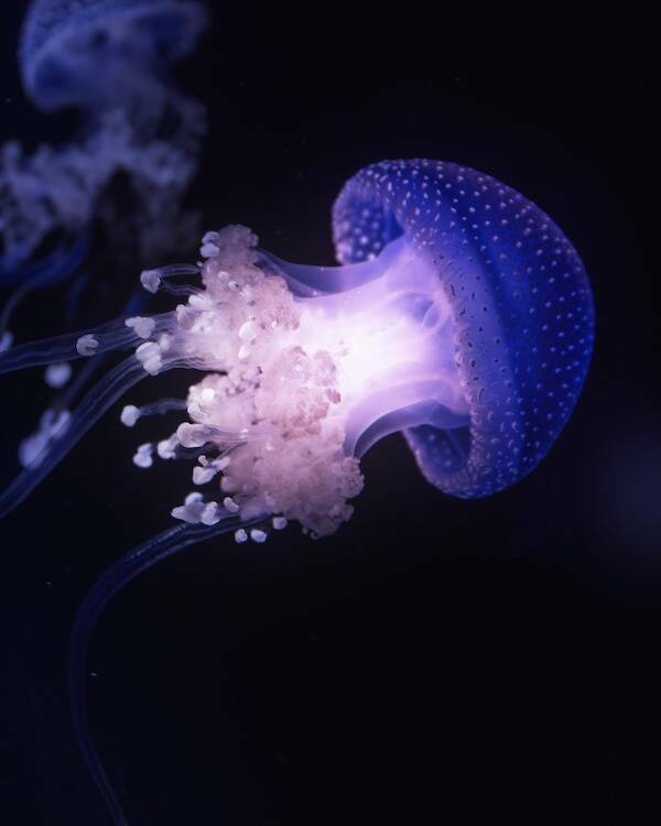 Fascinating Facts About Jellyfish