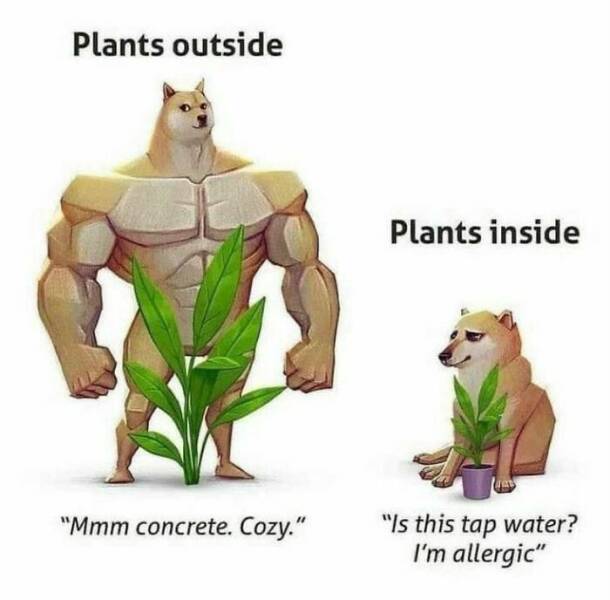 Hilarious Memes For When You Need A Break From Everything