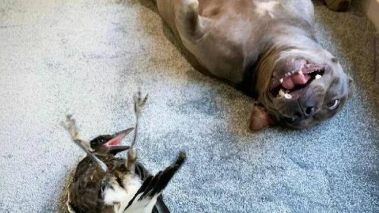 Funny Animal Photos To Brighten Your Day