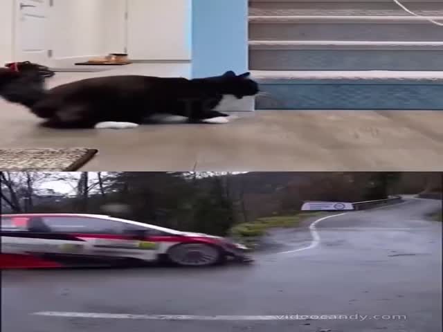 Cat Drift