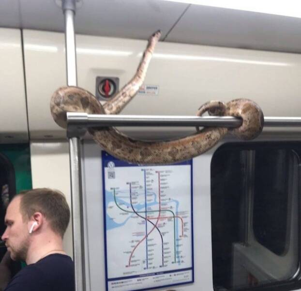 Bizarre Subway Encounters You Wont Believe